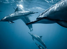 华体会体育-哈维+布罗金顿就位 辽篮阵容得到补强